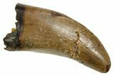 Serrated, Fossil Tyrannosaur (Nanotyrannus) Tooth - Wyoming #379744-1